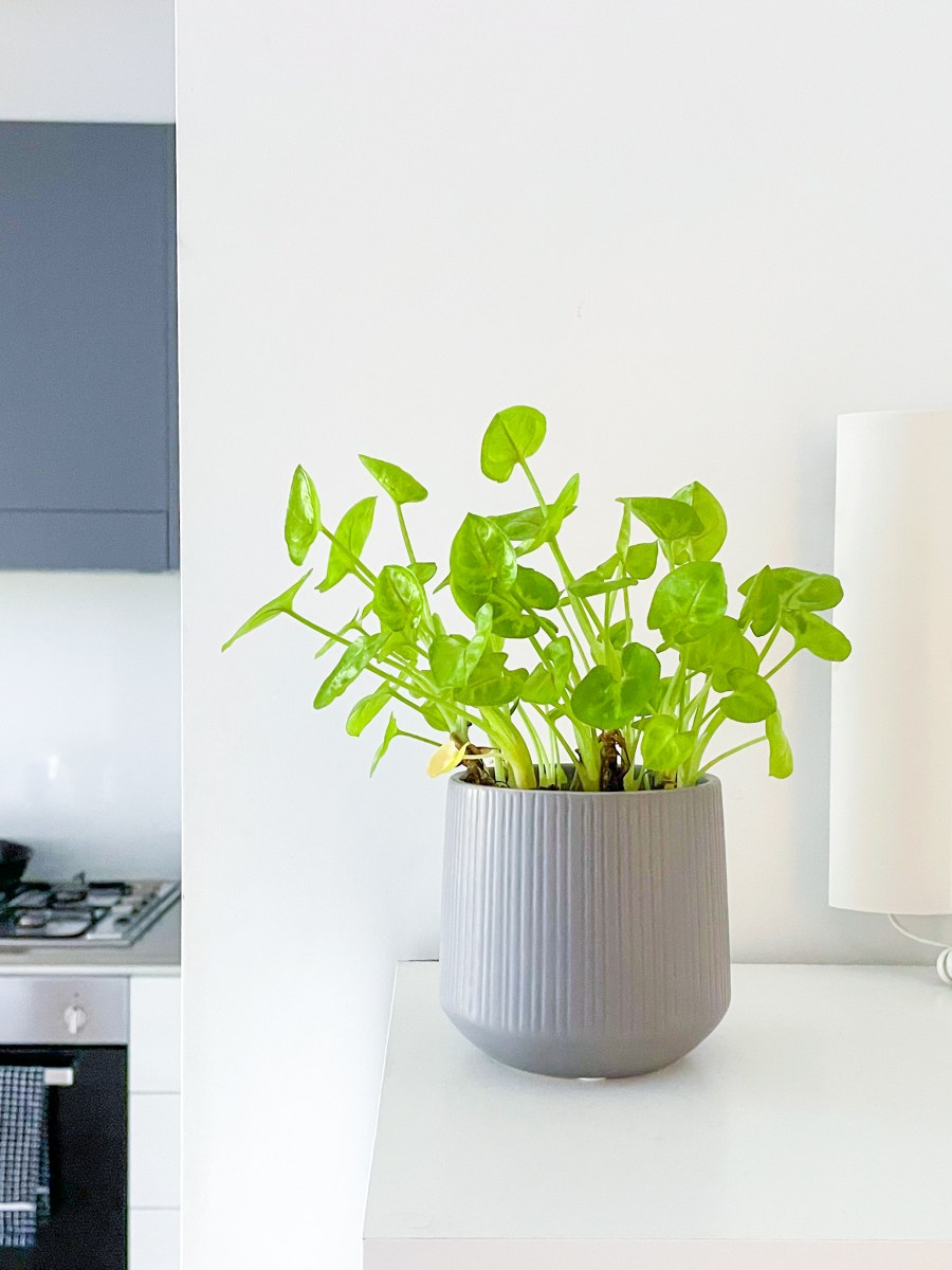 Minimalist Living with House Plants: A Japanese-Inspired Journey